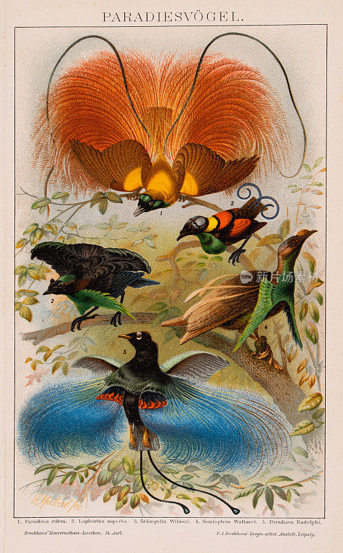 天堂鸟彩色版出自Brockhaus的《conversations - lexkon 1898》